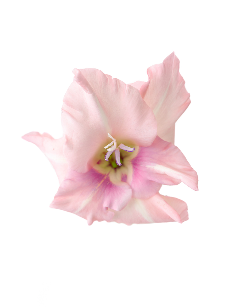 【生花】グラジオラス アドレナリンの花アップ