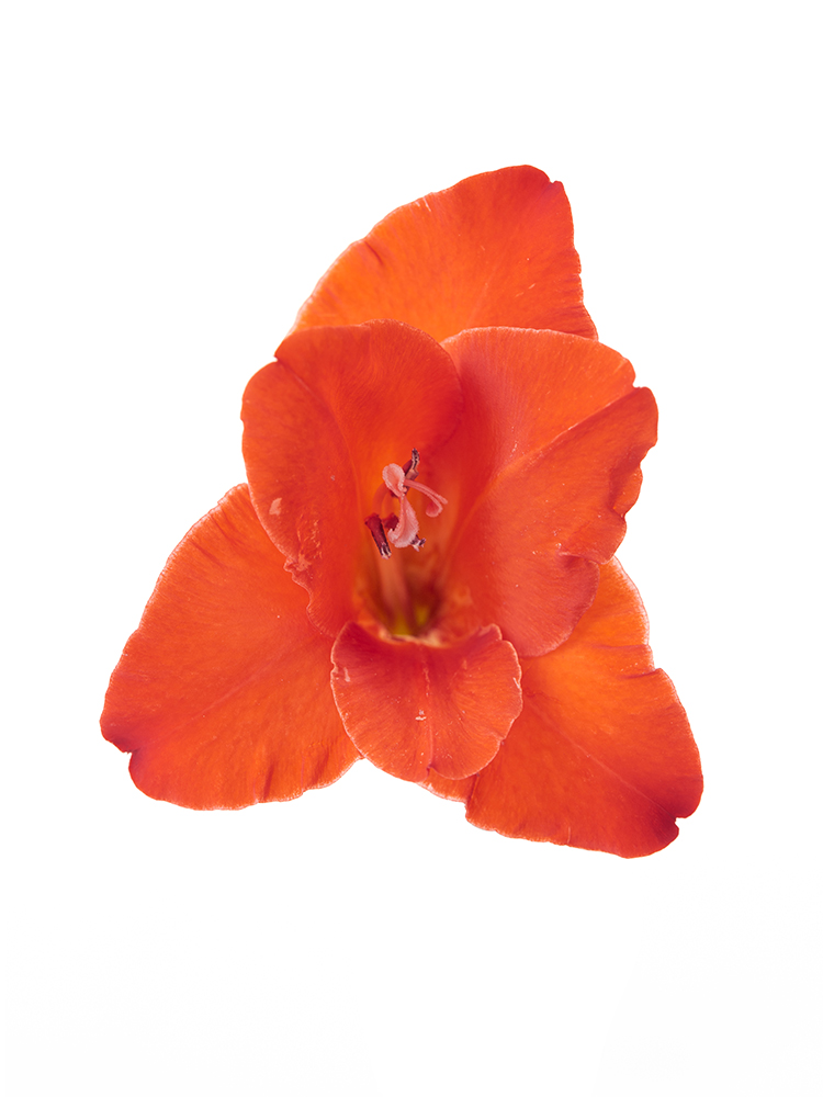 生花】グラジオラス マグマ【赤/100cm/茨城県】|Flower Smith 生花】グラジオラス マグマ【赤/100cm/茨城県】|Flower Smith