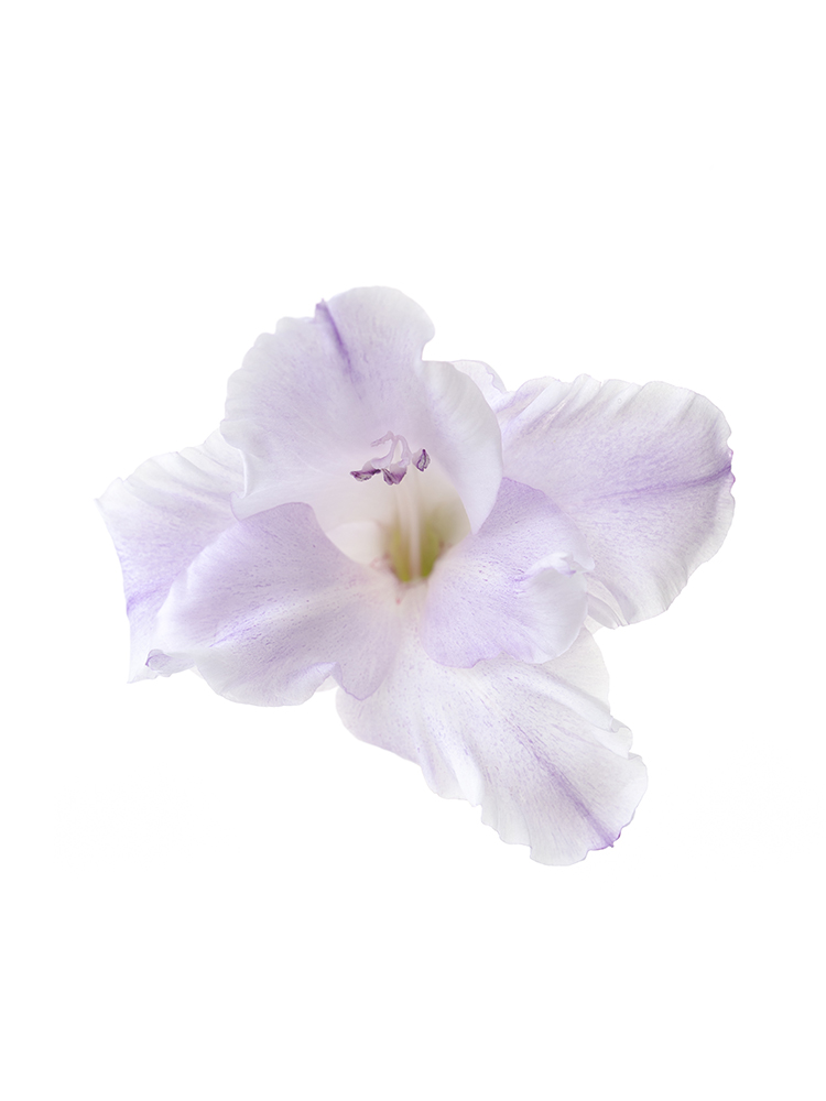 【生花】グラジオラス ミルカの花アップ