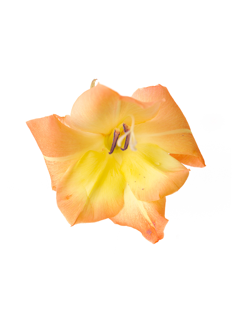 花＊花ページ 04becb8dc476b9104a2b1978e25213