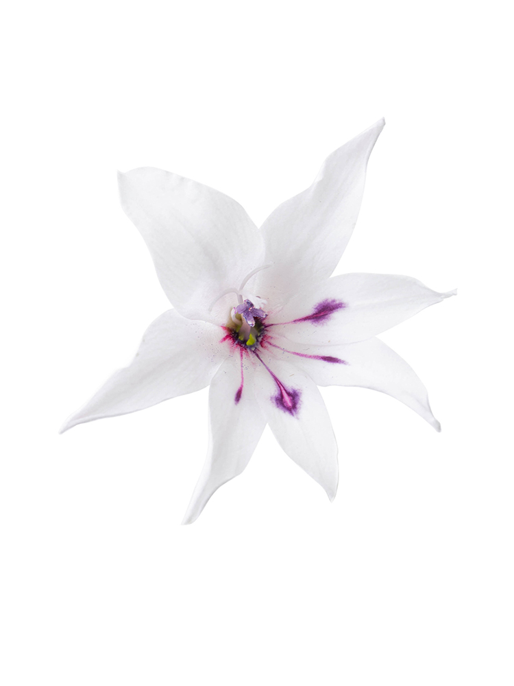 【生花】グラジオラス ピュアベールの花アップ