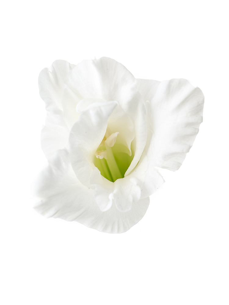 【生花】グラジオラス ソフィの花アップ