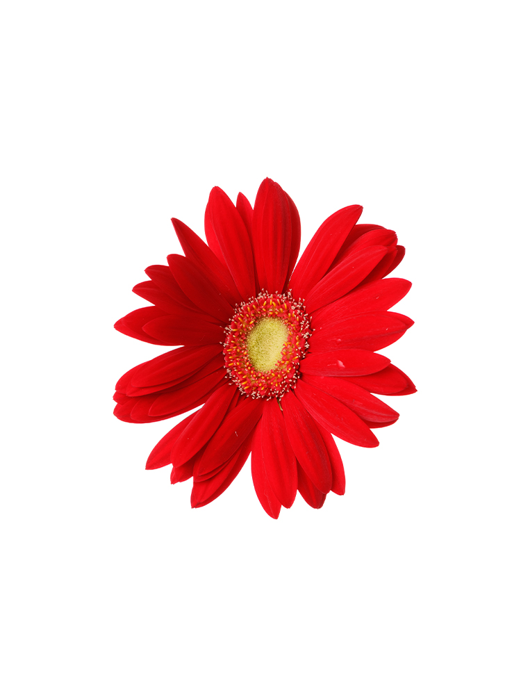 【入荷花材】ガーベラ　リンゴケーキの花アップ