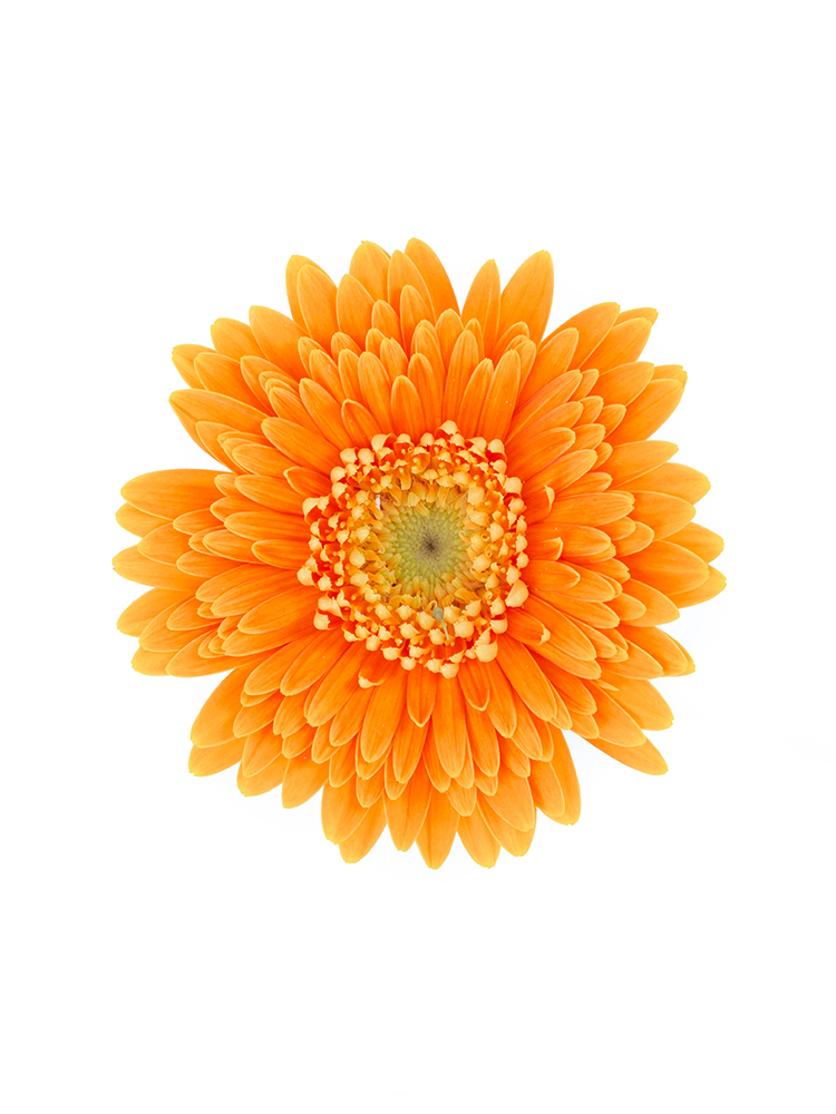 【生花】ガーベラ ジューシーの花アップ