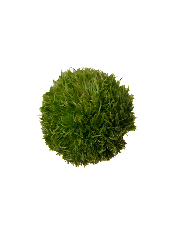 【生花】ガーベラ ミコロンの花アップ