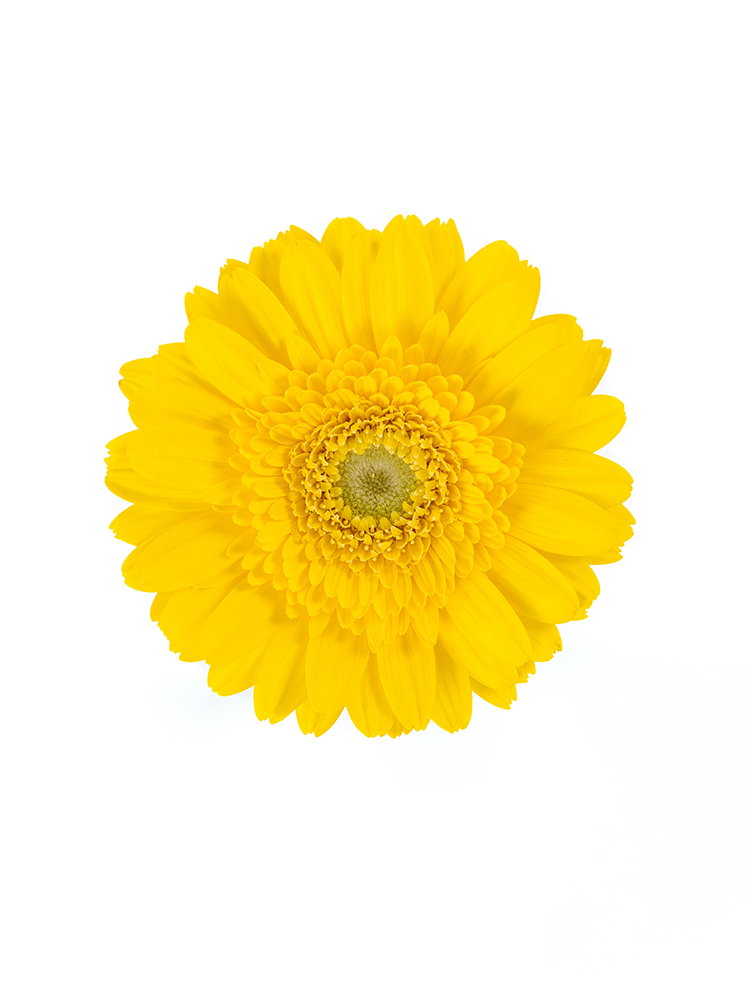 【生花】ガーベラ 品種おまかせ(黄)の花アップ