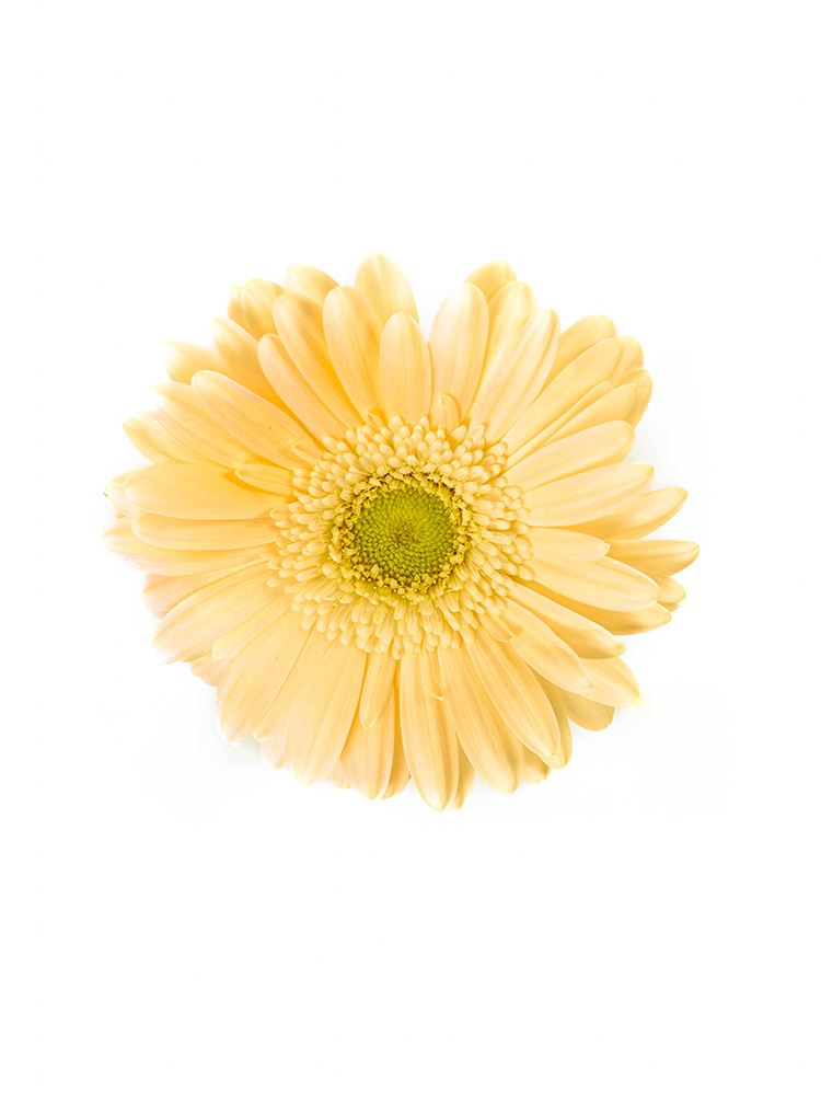 【生花】ガーベラ プチキャヴァリエの花アップ