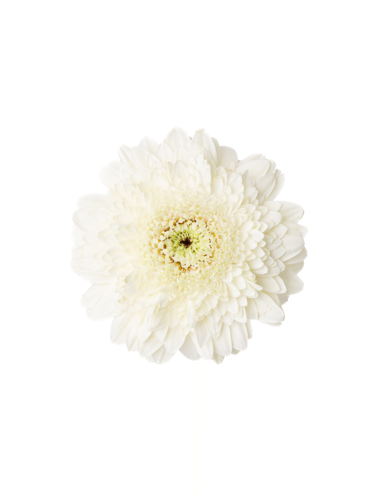 【入荷花材】ガーベラ(ポンポン咲き)　カリストの花アップ