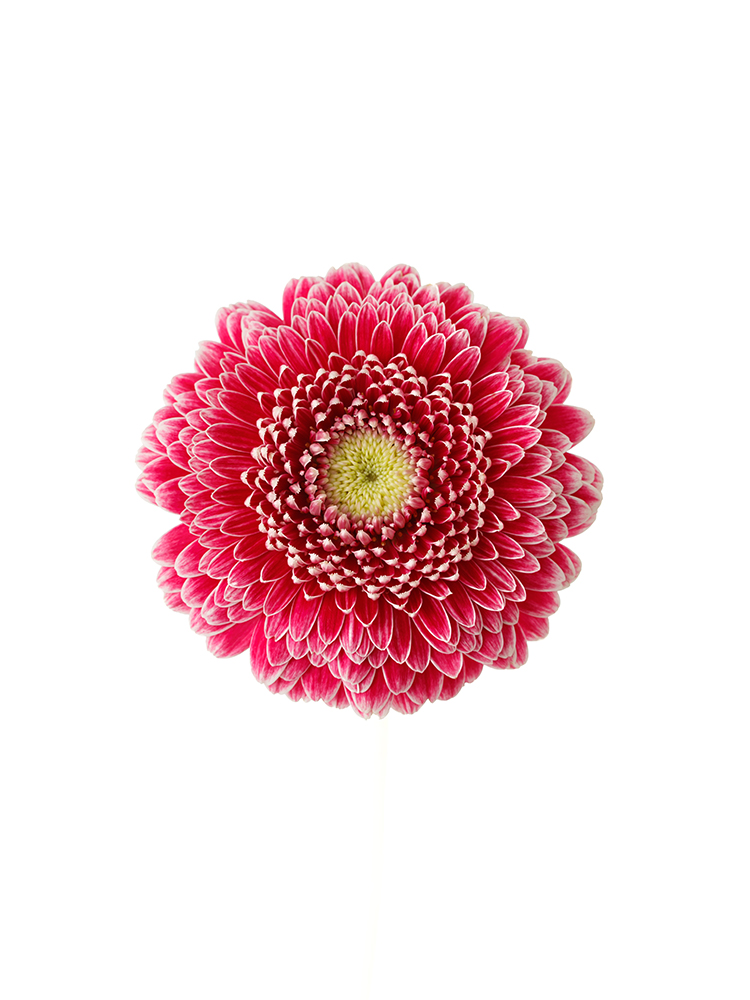 【生花】ガーベラ(ポンポン咲き) ハデスの花アップ