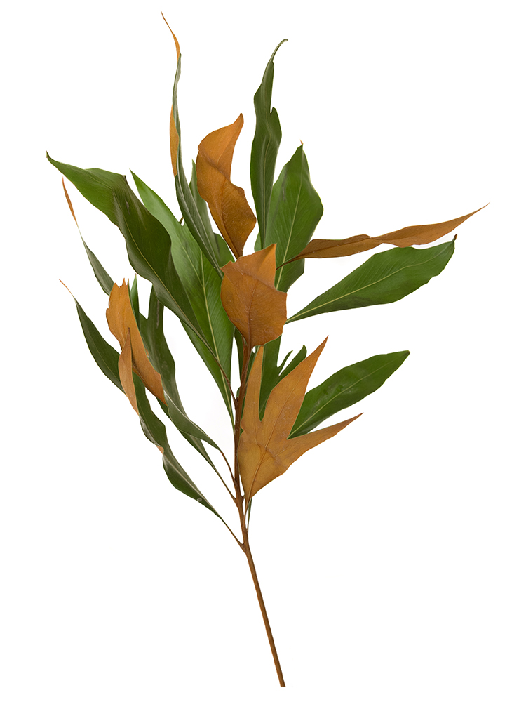 【入荷花材】グレビリア グレビリアゴールドの花アップ