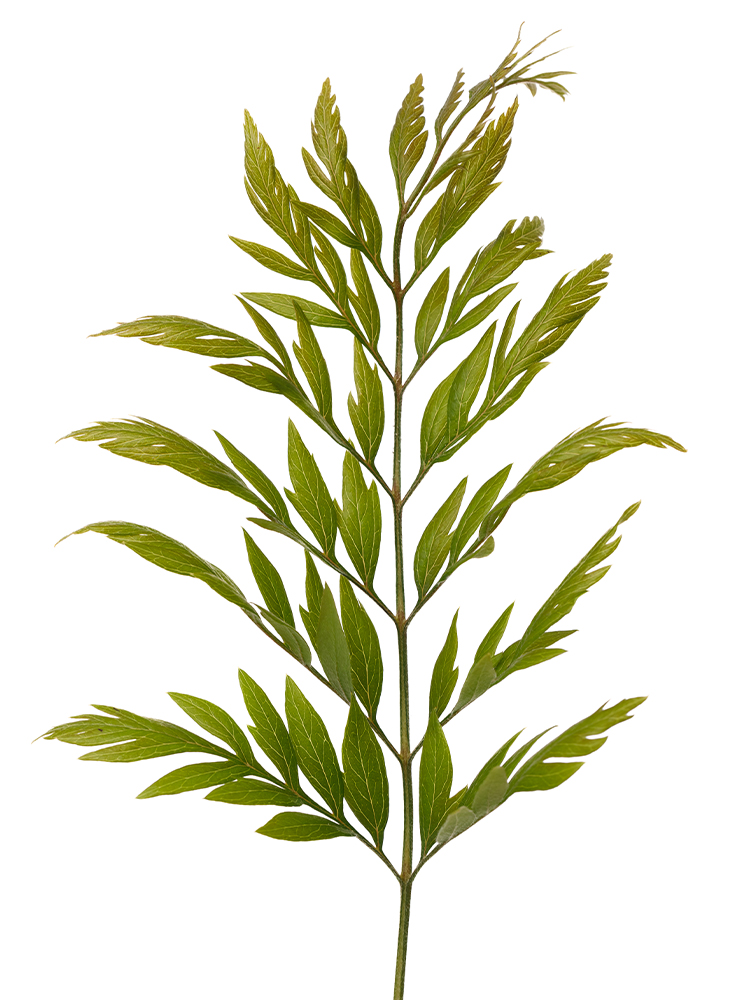 【生花】グレビリア ロブスターの花アップ