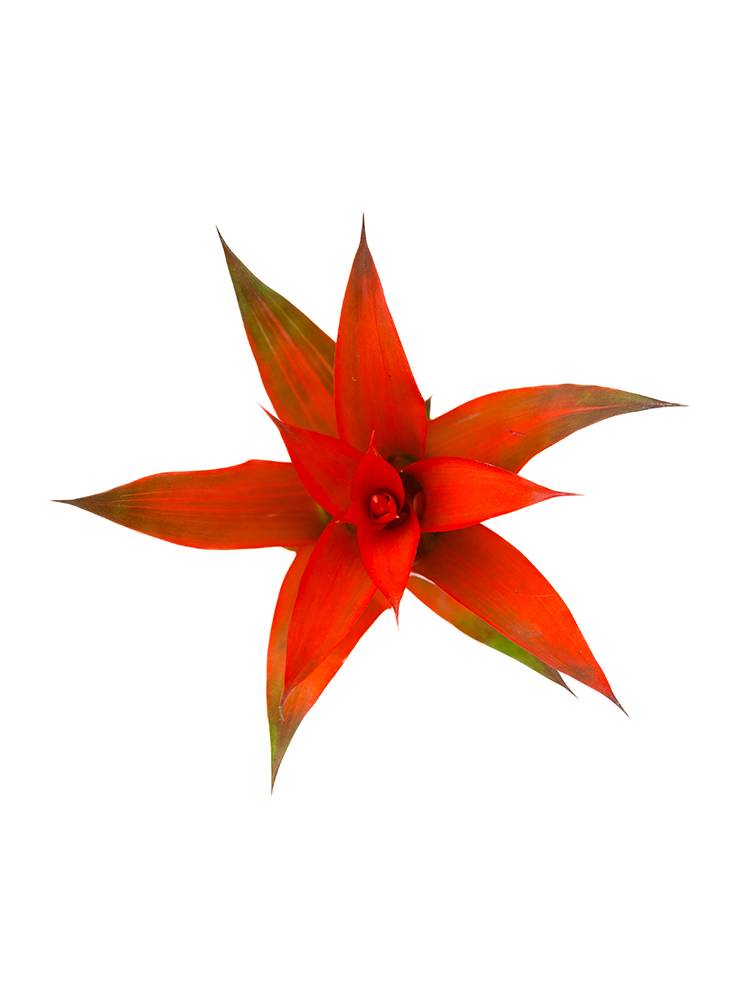 【生花】グズマニア(赤) 品種おまかせの花アップ