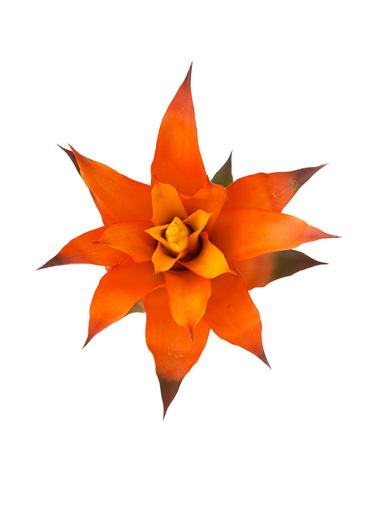 【生花】グズマニア オランジェイドの花アップ