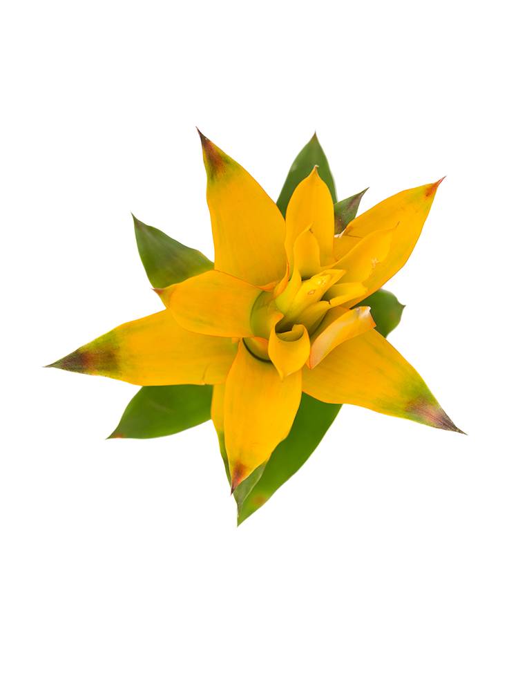 【生花】グズマニア(黄) 品種おまかせの花アップ