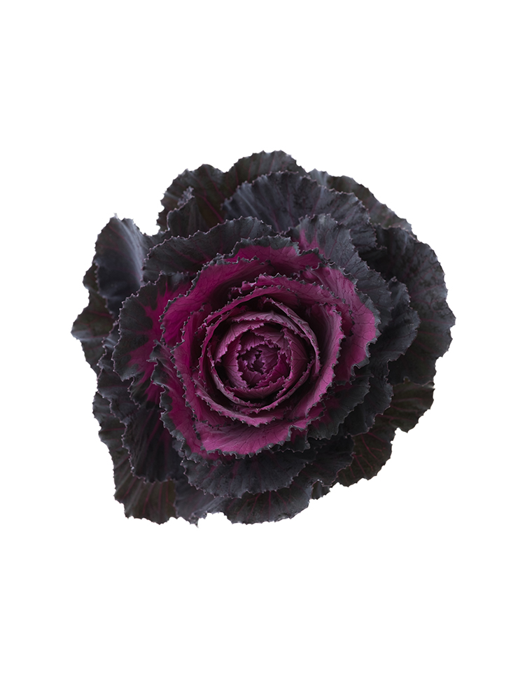 【生花】ハボタン(赤)　品種おまかせの花アップ