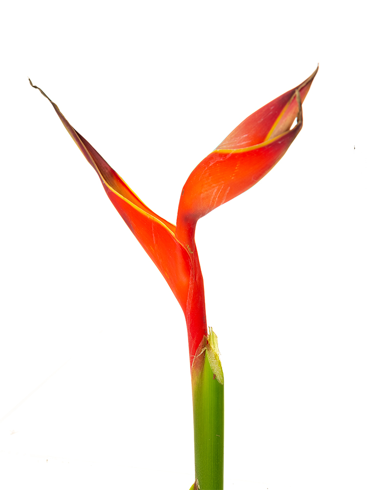 【生花】ヘリコニヤ ファイヤーバードの花アップ