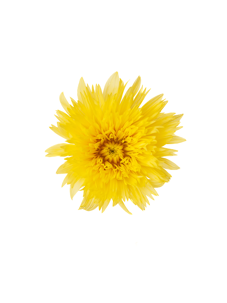 【生花】ひまわり レモネードの花アップ