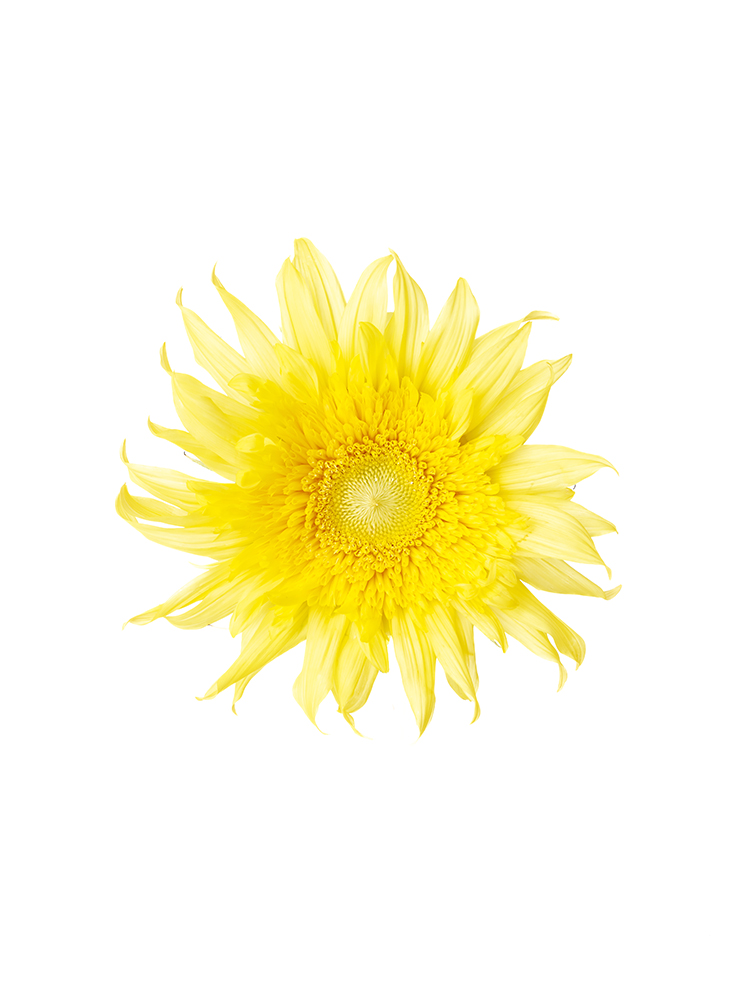 ひまわり絵】 ひまわり ヒマワリ 向日葵 花 黄色の絵 黄色 玄関
