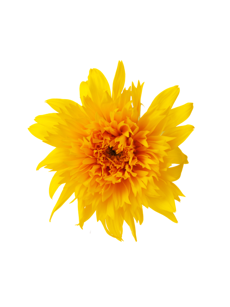 【生花】ひまわり(八重咲き)オレンジ 品種おまかせの花アップ