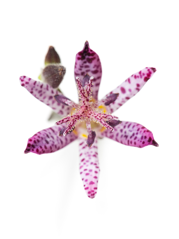 【生花】ホトトギス シノノメの花アップ