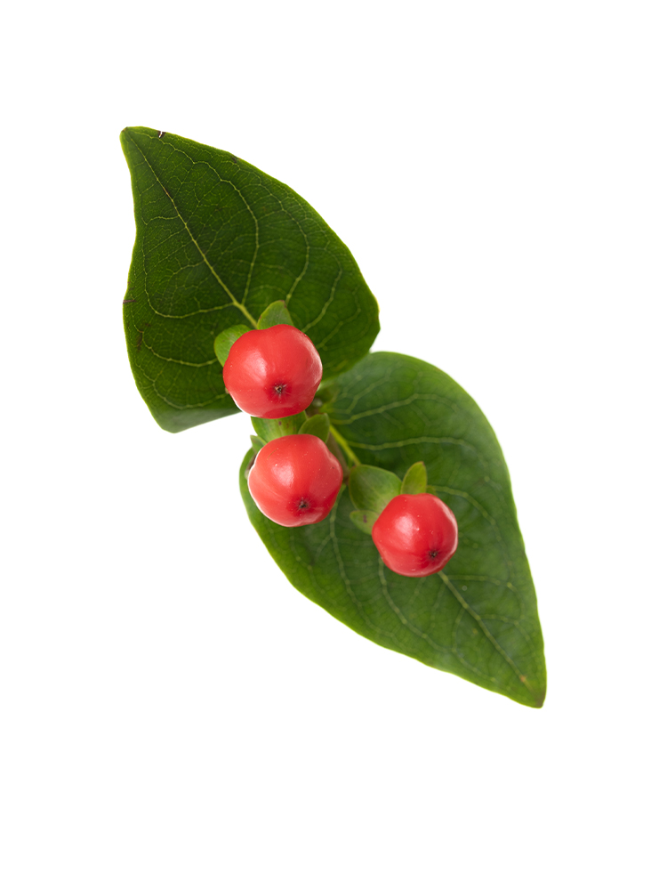 【生花】ヒペリカム ココタンゴの花アップ