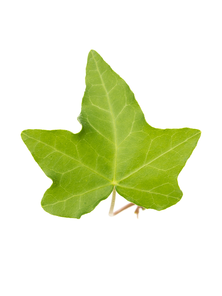 【生花】アイビー ピッツバーグ（斑なし）の花アップ