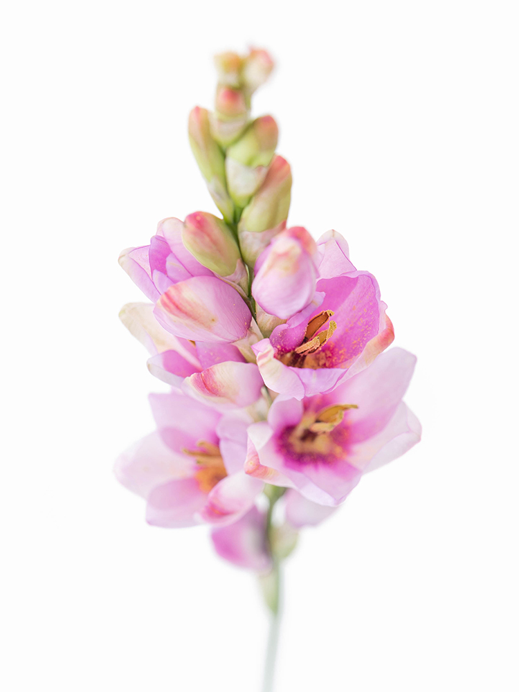 生花】イキシア イキシャピンク【40cm/千葉県】|Flower Smith 生花】イキシア イキシャピンク【40cm/千葉県】|Flower Smith