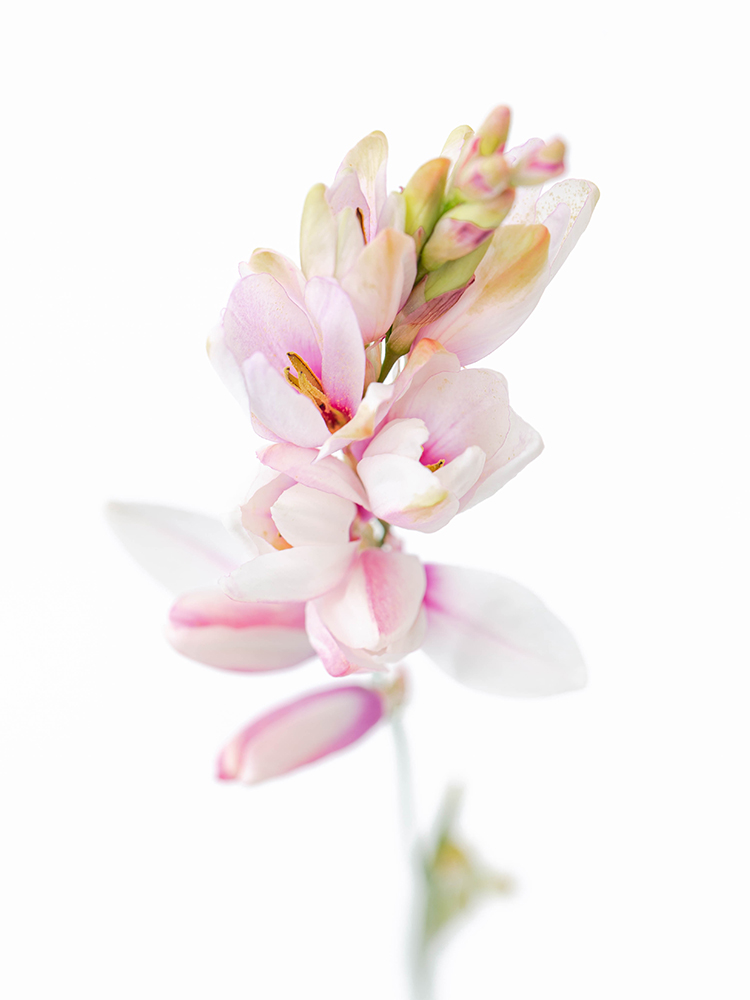 【生花】イキシア パノラマの花アップ