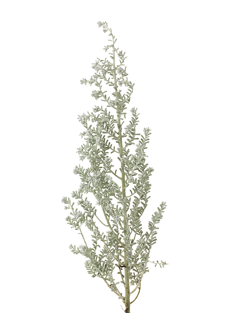 【翌日発送】コチア(白)　品種おまかせの花アップ