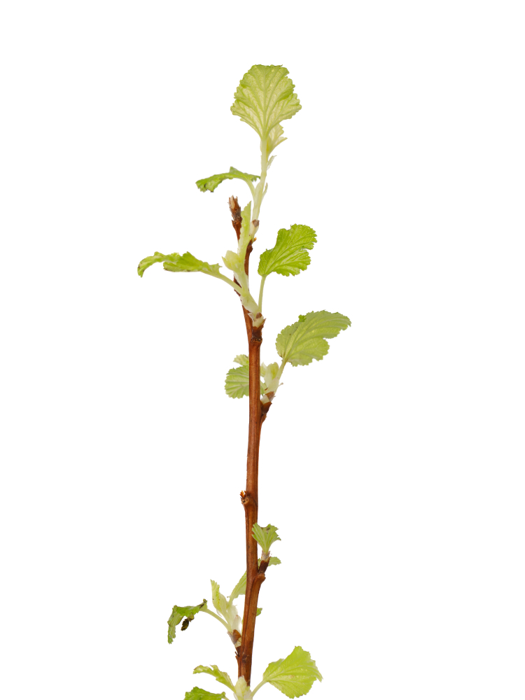 【生花】キバコデマリ の花アップ