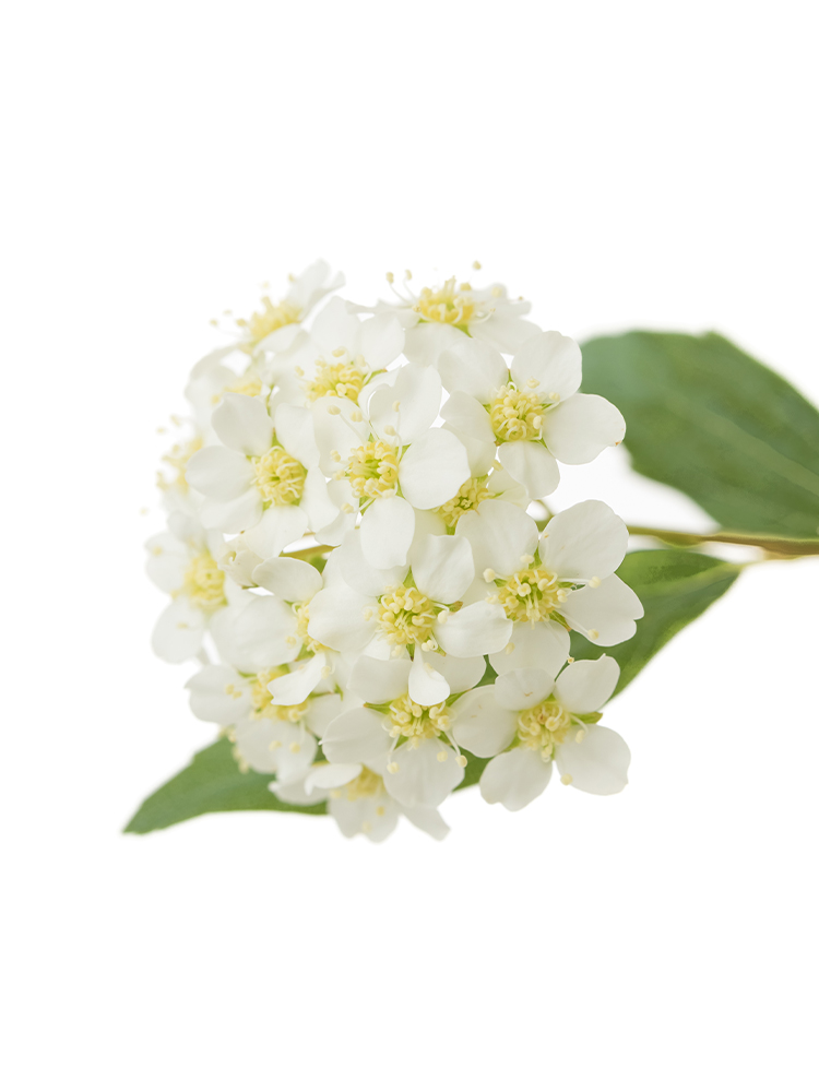 【生花】コデマリ 品種おまかせ(白)のアップ