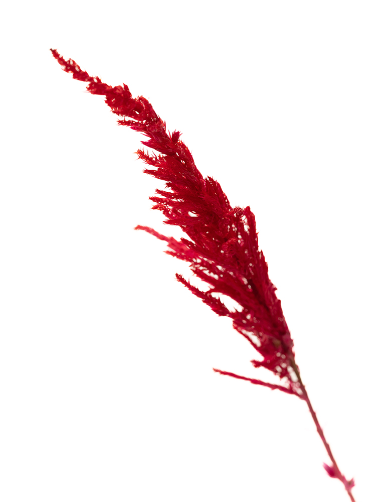 【生花】ケイトウ センチュリーレッドの花アップ