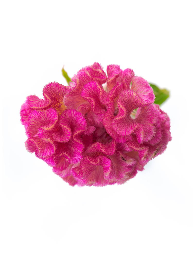 【生花】ケイトウ クルメピンクの花アップ