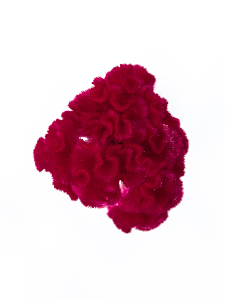 【生花】ケイトウ クルメアカジクの花アップ