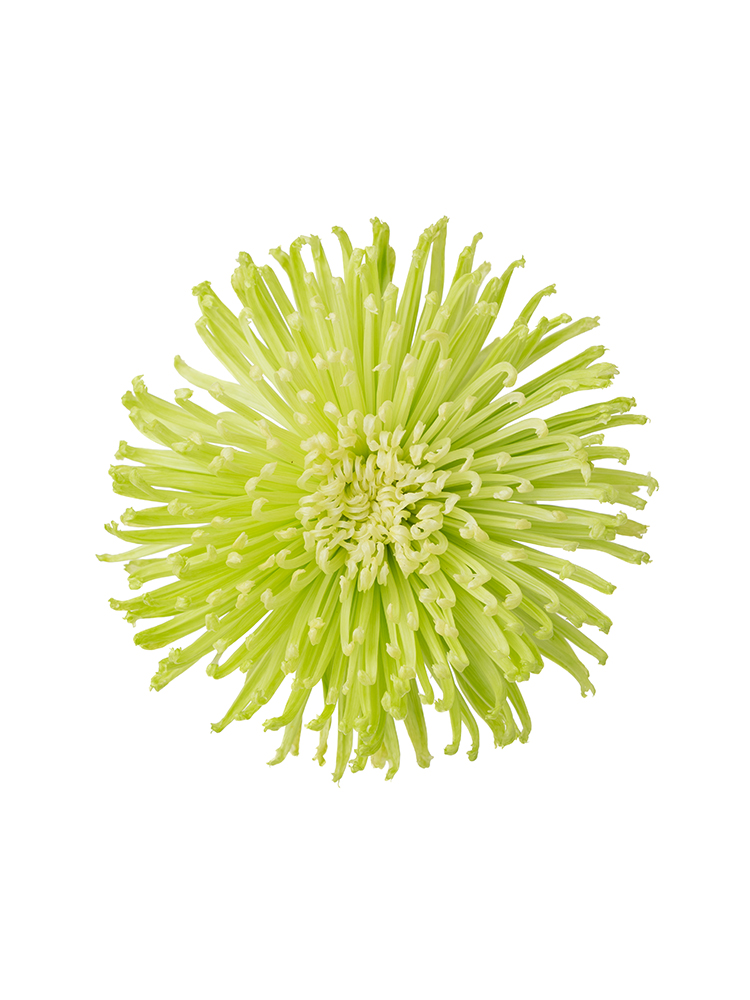 【生花】菊(ディスバットマム) アナスタシアダークライムの花アップ