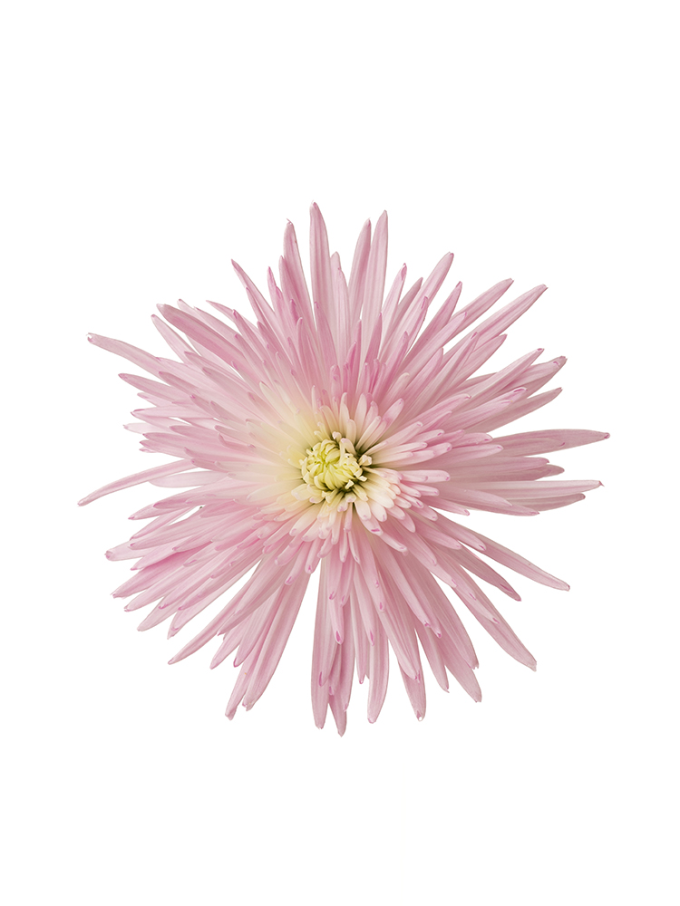 【生花】菊・ディスバッドマム アナスタシアライトピンクの花アップ