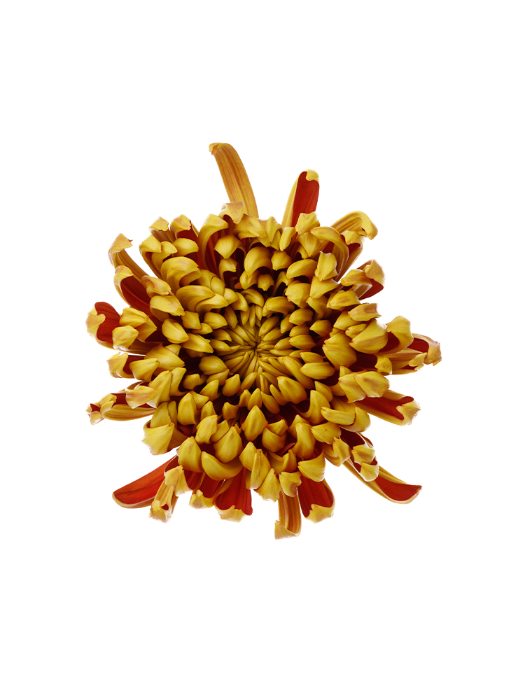 【生花】菊(ディスバッドマム) フエゴダークの花アップ