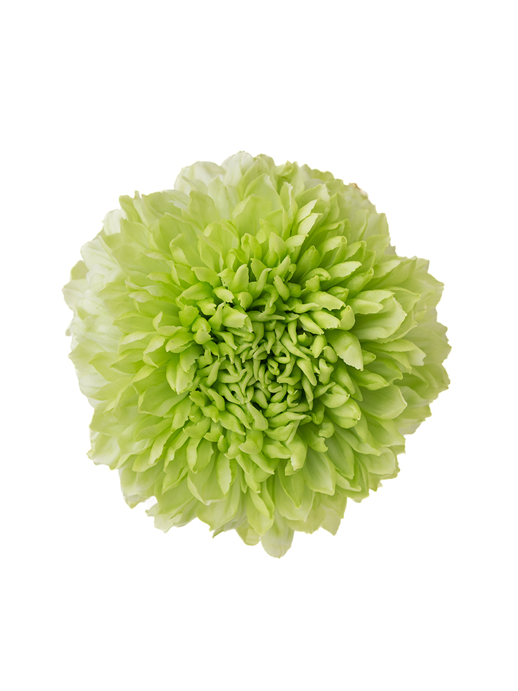 【入荷花材】菊(ディスバッドマム)　品種おまかせの花アップ