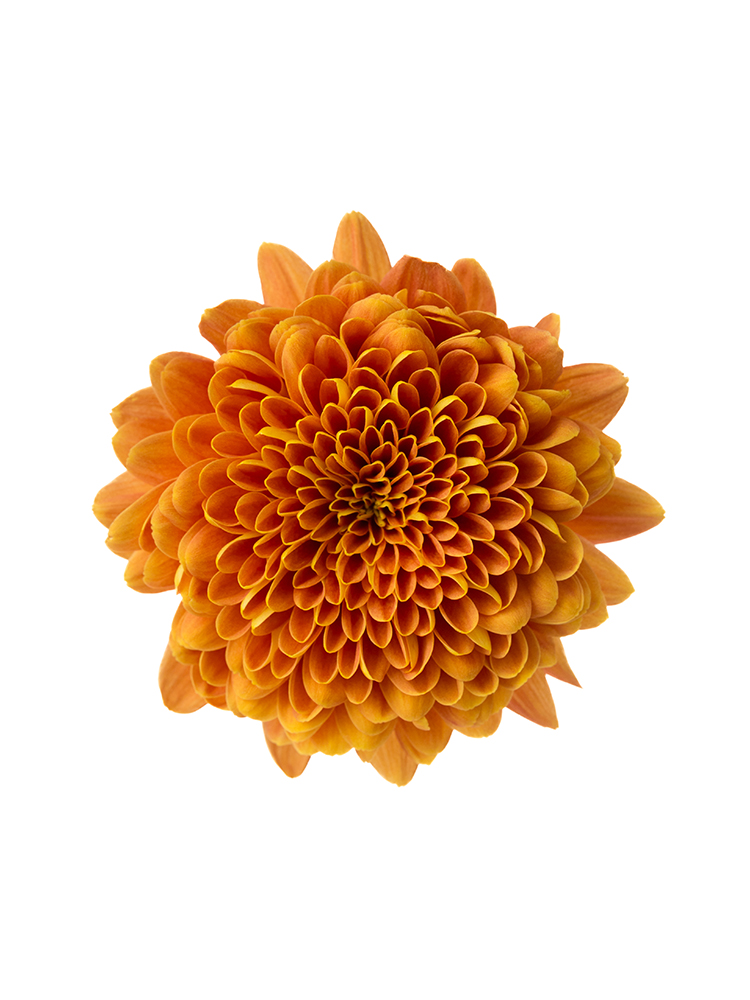 【生花】菊(ディスバッドマム) 品種おまかせの花アップ