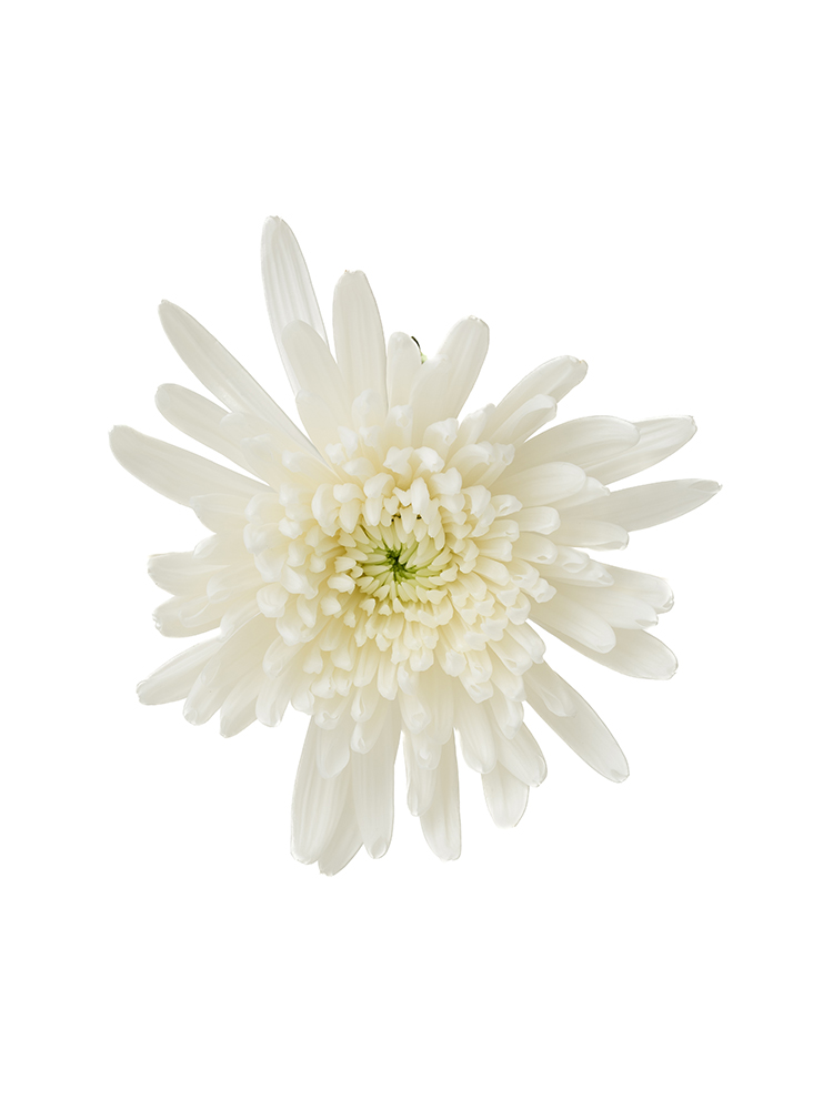 【入荷花材】菊・ディスバットマム(白)　品種おまかせの花アップ