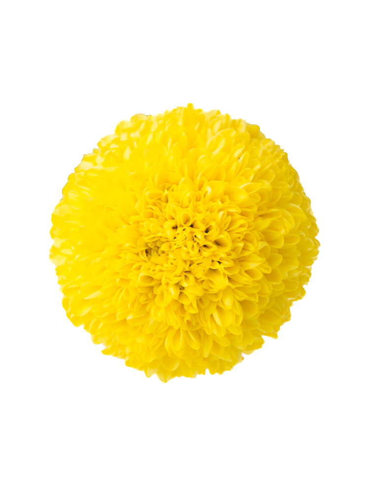 【生花】菊・ピンポンマム(黄) 品種おまかせの花アップ