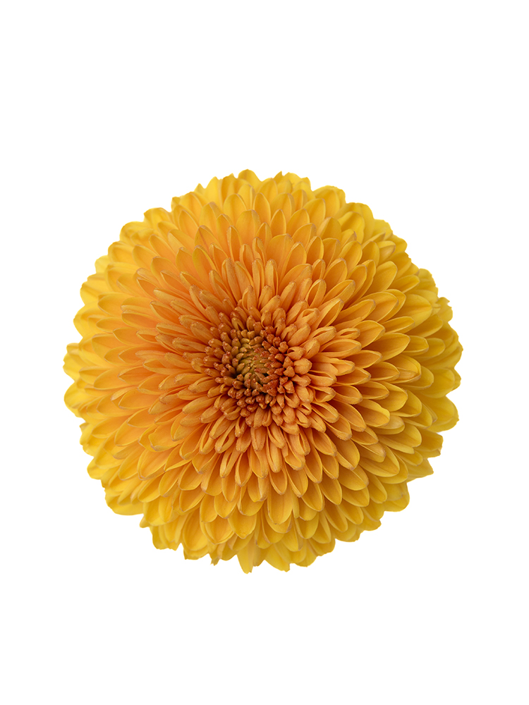 【入荷花材】菊(ピンポンマム)オレンジ　品種おまかせの花アップ