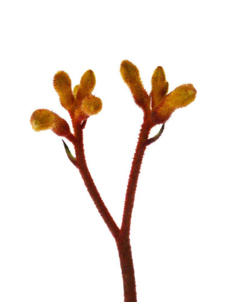 【生花】カンガルーポー ゴールドフィーバーの花アップ