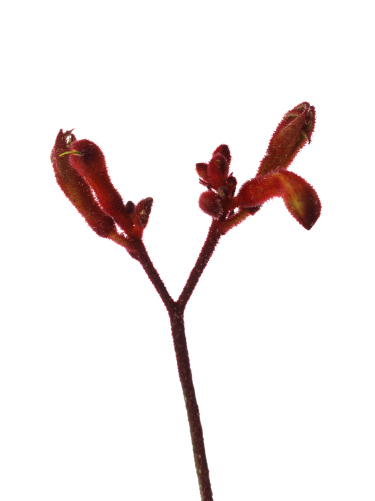 【生花】カンガルーポー カンガルーレッドの花アップ