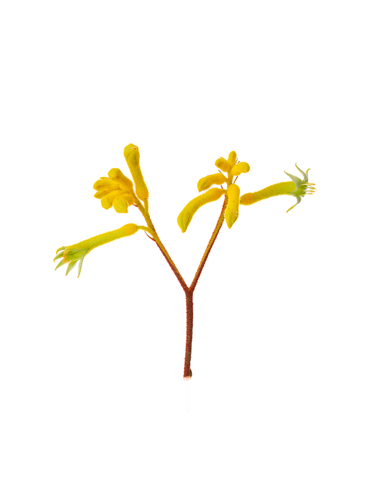 【入荷花材】カンガルーポー　カンガルーイエローの花アップ