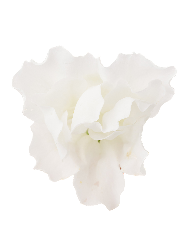 【生花】キンギョソウ(スナップ) ブラストホワイトの花アップ