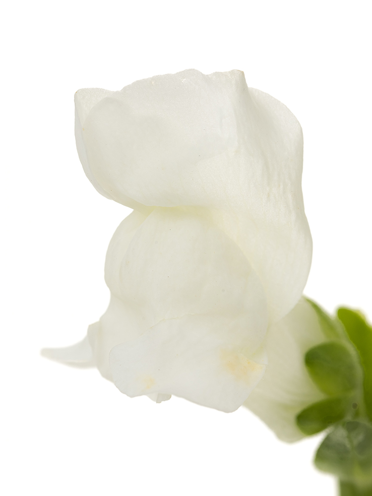 【生花】キンギョソウ(スナップ) レジェホワイトの花アップ