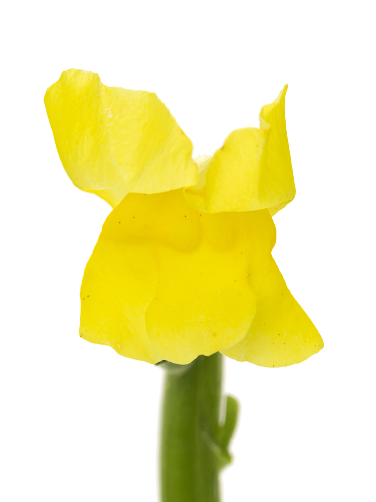 【生花】キンギョソウ(スナップ) レジェイエローの花アップ