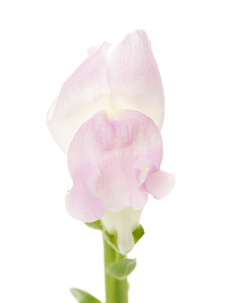 【生花】キンギョソウ(スナップ) 品種おまかせ(薄ピンク)の花アップ