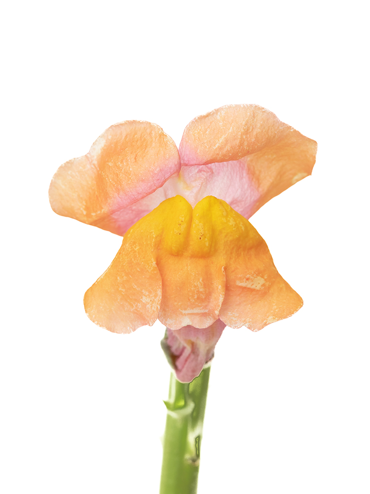 【生花】キンギョソウ(スナップ) 品種おまかせ(オレンジ)の花アップ